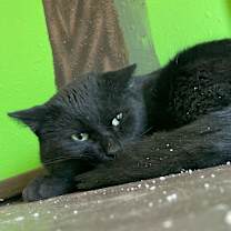 Thumbnail photo of Turk #4