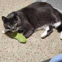 Thumbnail photo of Nessy #1