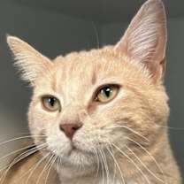 Thumbnail photo of Butternut #1