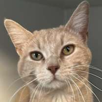 Thumbnail photo of Butternut #2