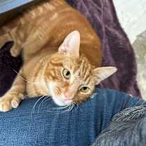 Thumbnail photo of Jojo #1