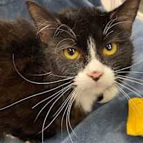 Thumbnail photo of Bronx #1
