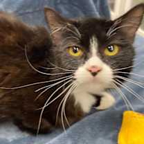 Thumbnail photo of Bronx #2