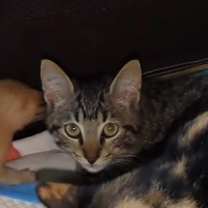 Thumbnail photo of Tony #2