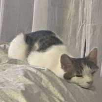 Thumbnail photo of Nino #2