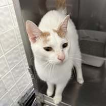 Thumbnail photo of Shrimp #1