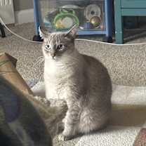 Thumbnail photo of Eira #1