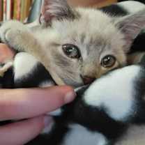 Thumbnail photo of Eira #4