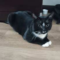 Thumbnail photo of Zigzag #1