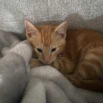 Thumbnail photo of Dino #2