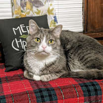 Thumbnail photo of Martin #1