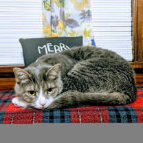 Thumbnail photo of Martin #2