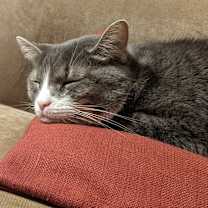 Thumbnail photo of Martin #4