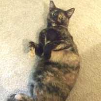 Thumbnail photo of Indy #3
