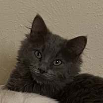 Thumbnail photo of Nikolai #1
