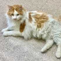 Thumbnail photo of Moocher #1