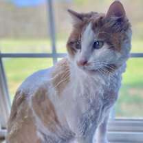 Thumbnail photo of Moocher #4