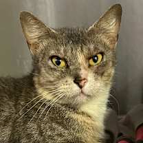 Thumbnail photo of Tiger #2