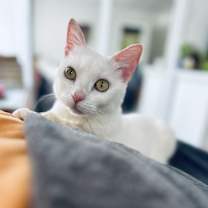 Thumbnail photo of Juniper #2