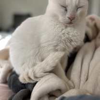 Thumbnail photo of Juniper #1