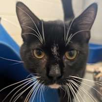 Thumbnail photo of Clyde #2