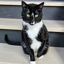 Thumbnail photo of Fitz #1