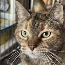 Thumbnail photo of Ginger #1