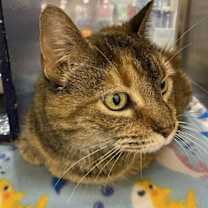 Thumbnail photo of Ginger #2