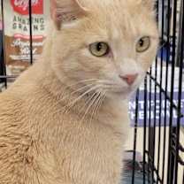 Thumbnail photo of Rune #2