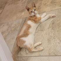 Thumbnail photo of SlinkyCat #3