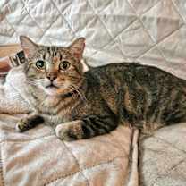 Thumbnail photo of Dexter #1