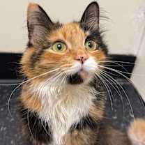 Thumbnail photo of Cerci #1