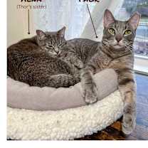 Thumbnail photo of Thor #3