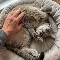 Thumbnail photo of Thor #4