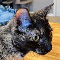 Thumbnail photo of SWEET SUE #4
