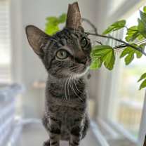 Thumbnail photo of Sweet Basil #1