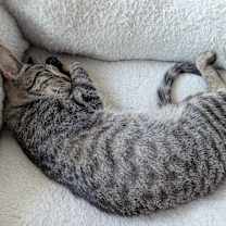 Thumbnail photo of Sweet Basil #4