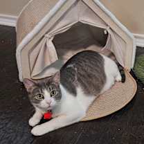 Thumbnail photo of Monarch #2