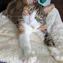 Thumbnail photo of Matcha #1