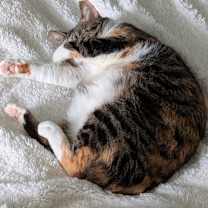 Thumbnail photo of Matcha #2