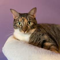 Thumbnail photo of Mama Coco #1