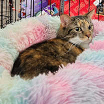 Thumbnail photo of Mama Coco #2