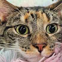 Thumbnail photo of Mama Coco #3