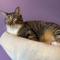 Thumbnail photo of Mama Coco #4