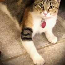 Thumbnail photo of Gracie #1