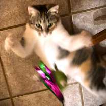 Thumbnail photo of Gracie #2