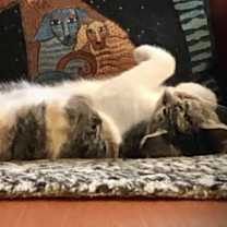 Thumbnail photo of Gracie #3