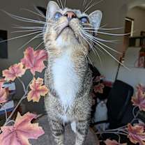 Thumbnail photo of Blinkin #1