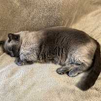 Thumbnail photo of Moon #3