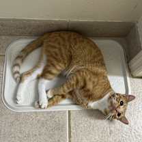 Thumbnail photo of Miller #1